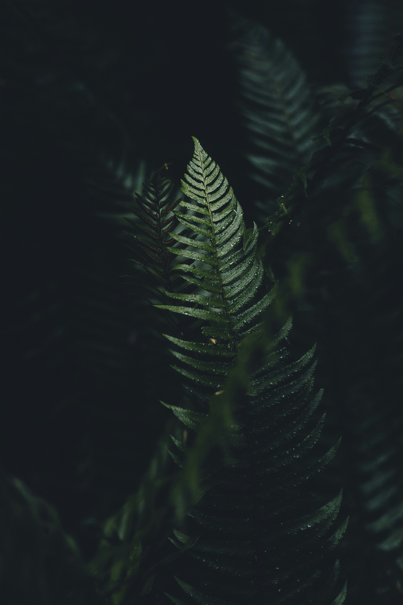 A dewy fern photographed in the shaded woodland of Cathedral Grove